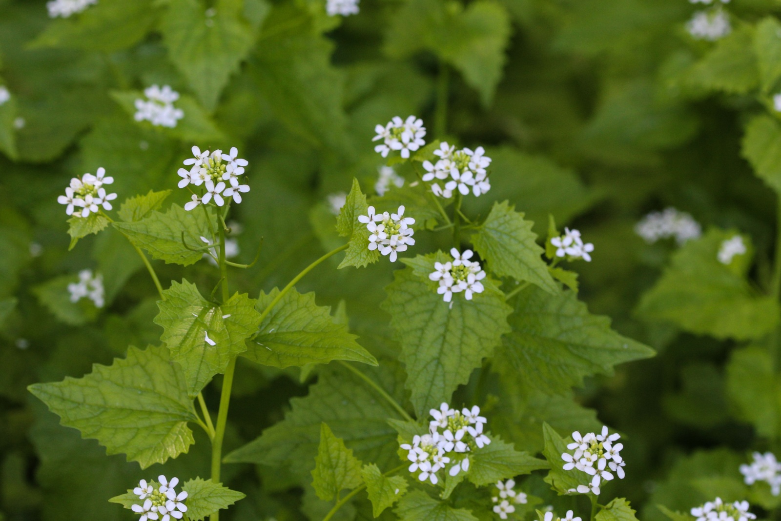 Alliaria petiolata