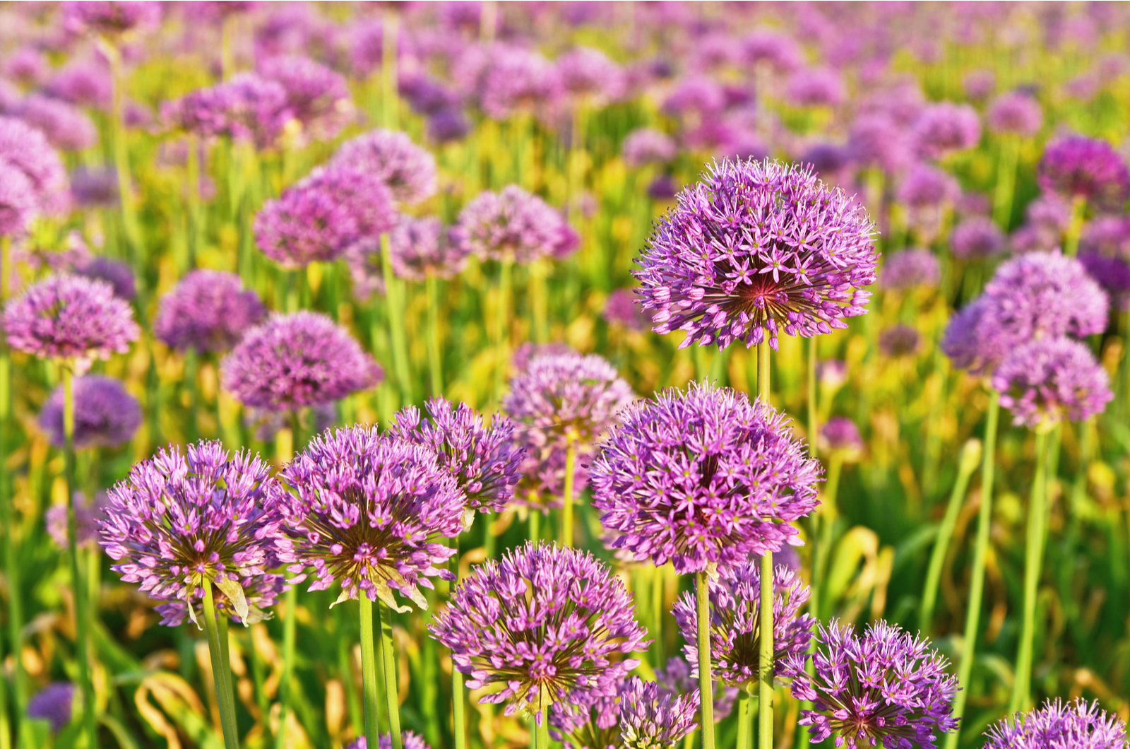 Allium purple field
