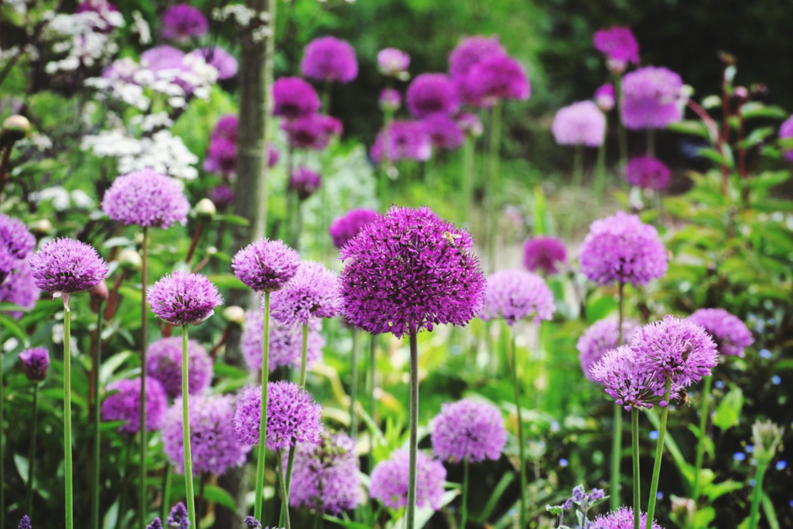 Alliums