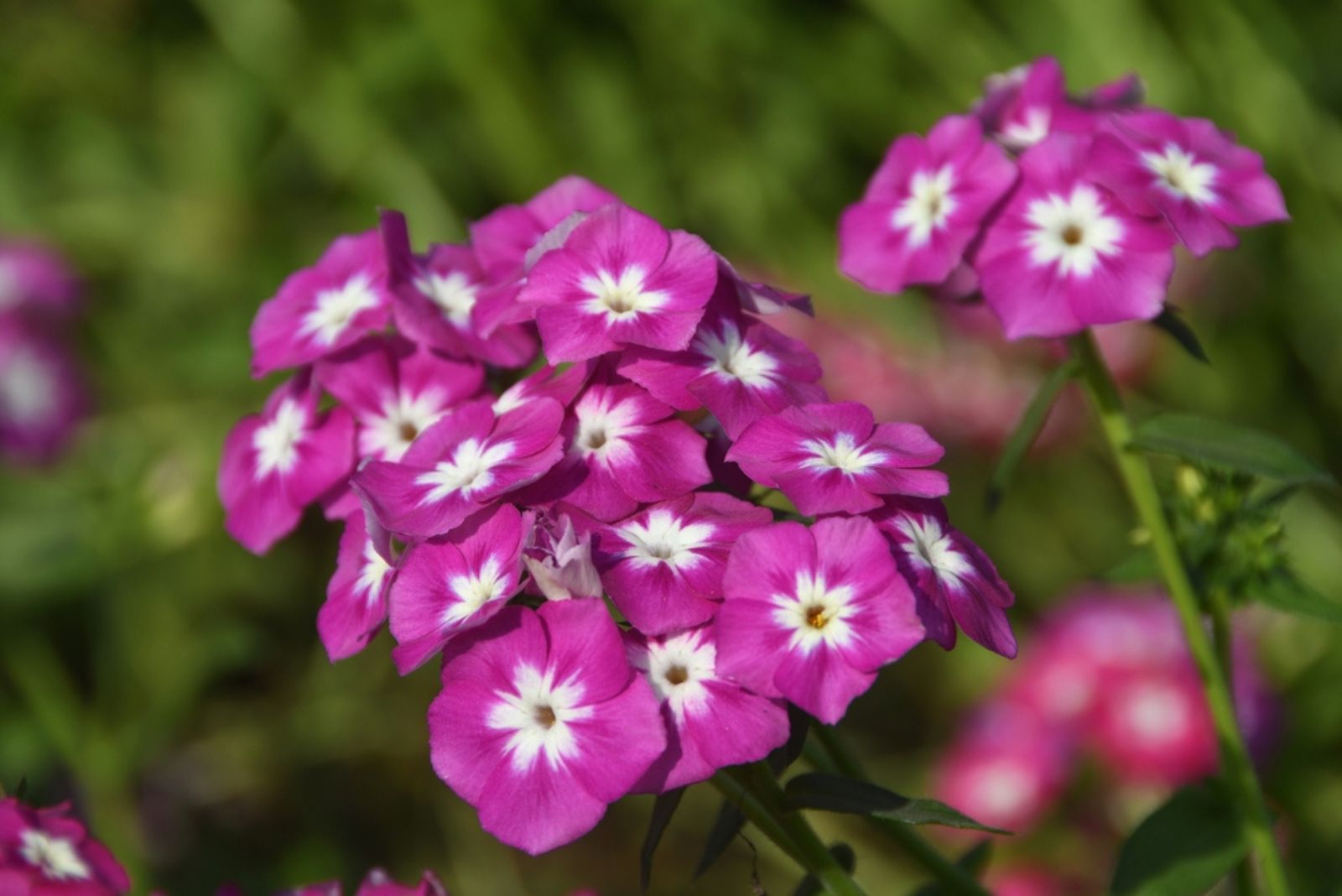 Annual Phlox