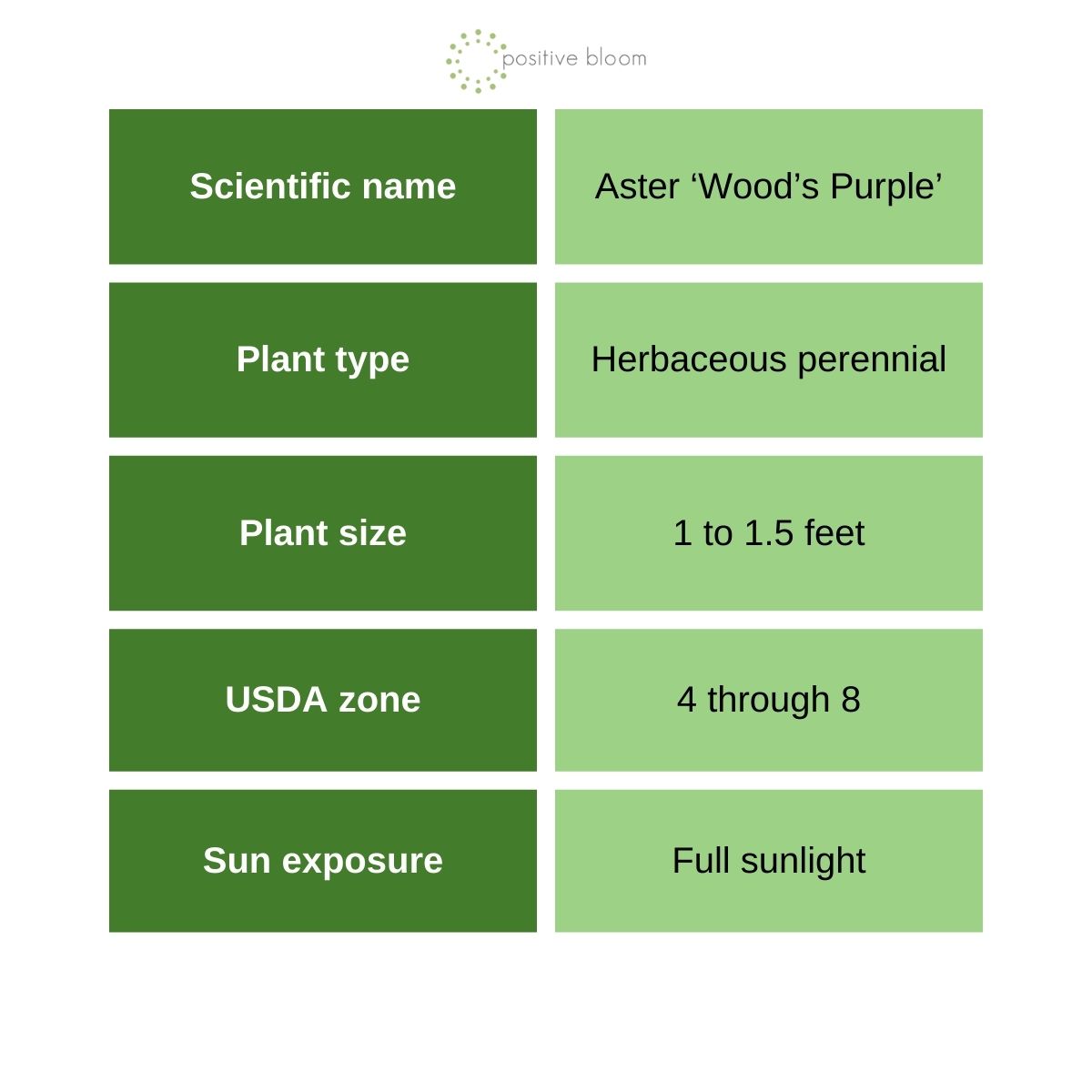 Aster ‘Wood’s Purple’