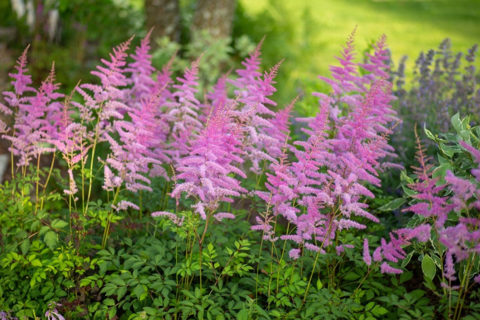 Astilbe