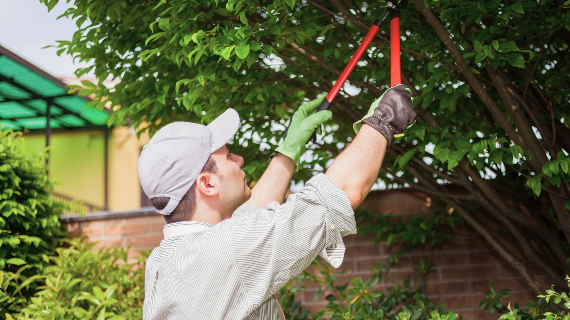These Are The 7 Terrible Mistakes When Pruning Trees And Shrubs You Should Avoid At All Costs