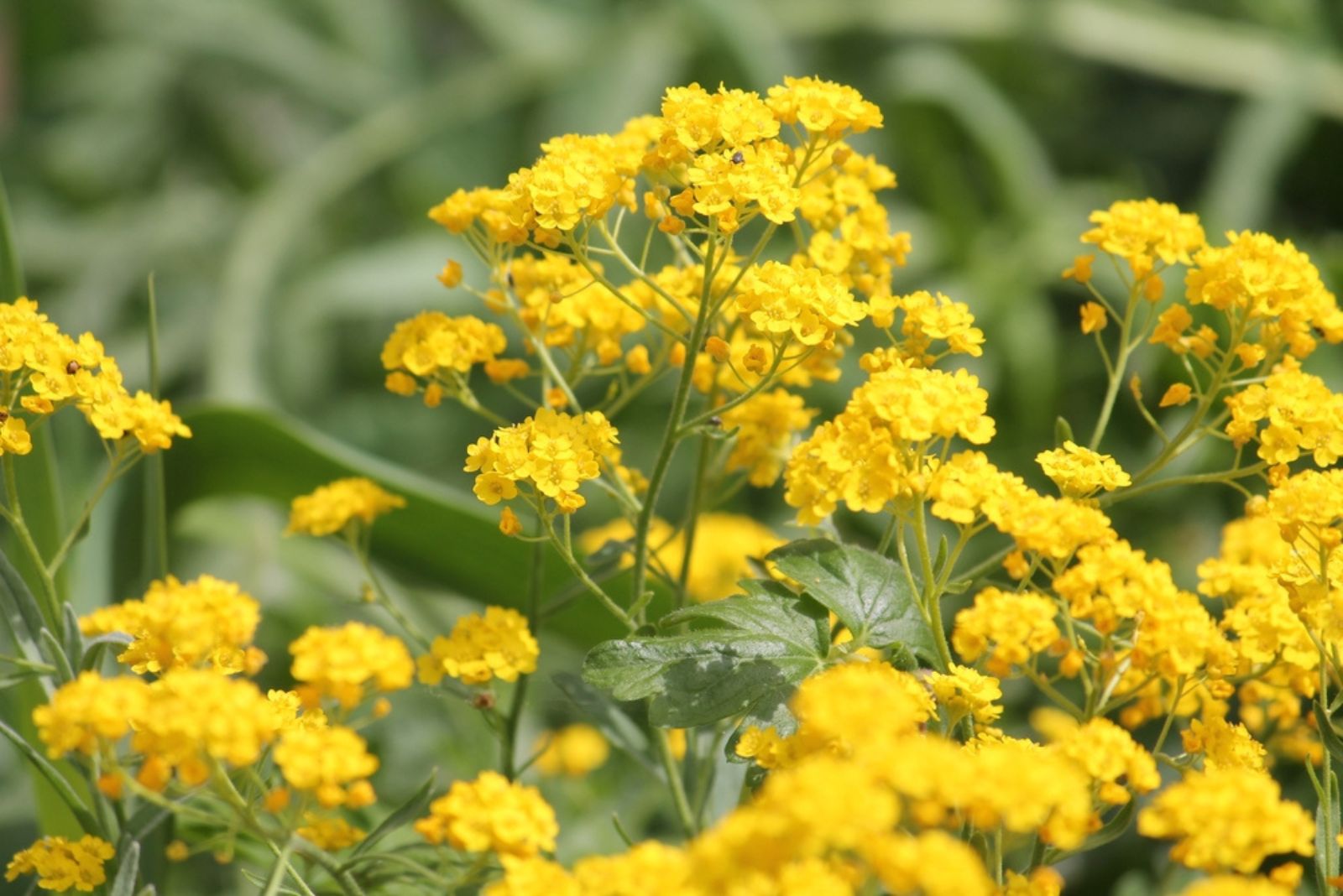 Basket-Of-Gold