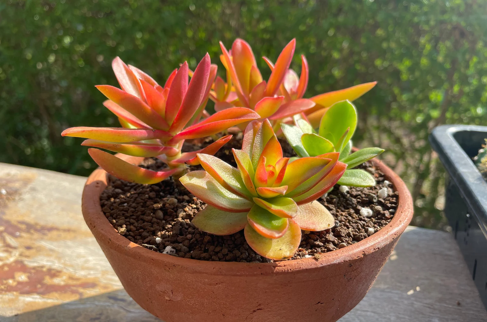 Beautiful red succulent plants named campfire