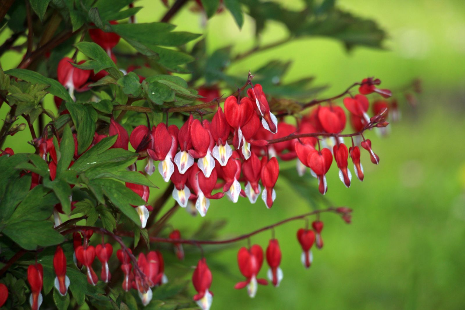 red bleeding heart