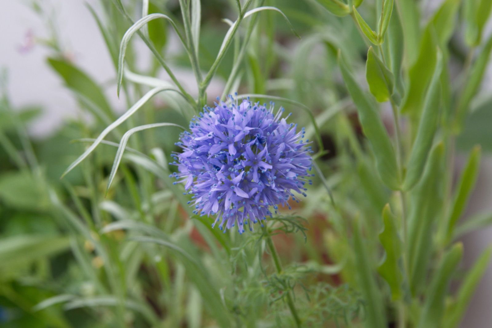 Blue Gilia