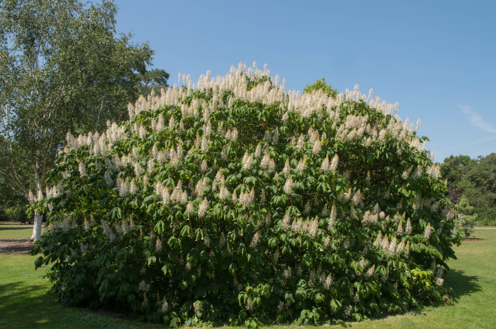 Bottlebrush Buckeye Tree