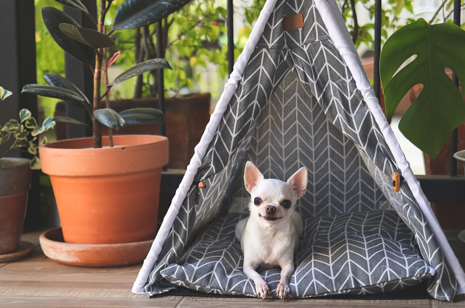 Chihuahua dog lying down in gray tent between plant pot in balcony