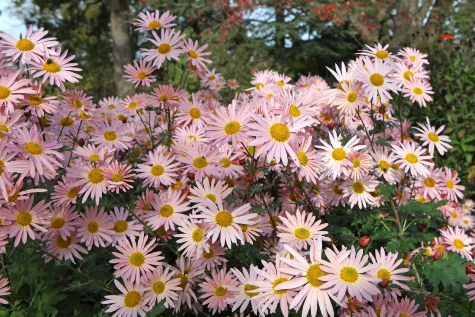 Chrysanthemum ‘Hillside Sheffield Pink’