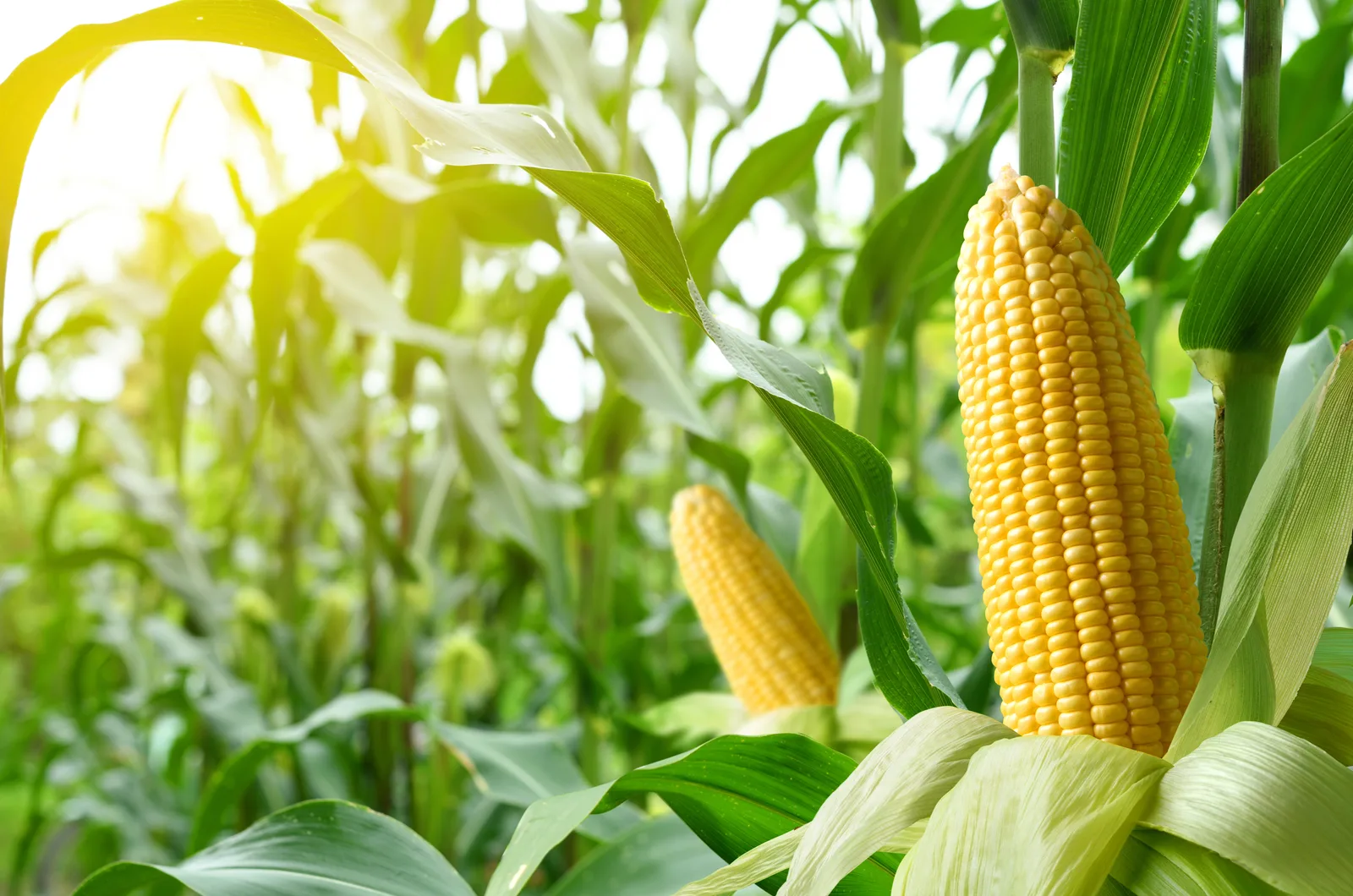 Close-up corn cobs