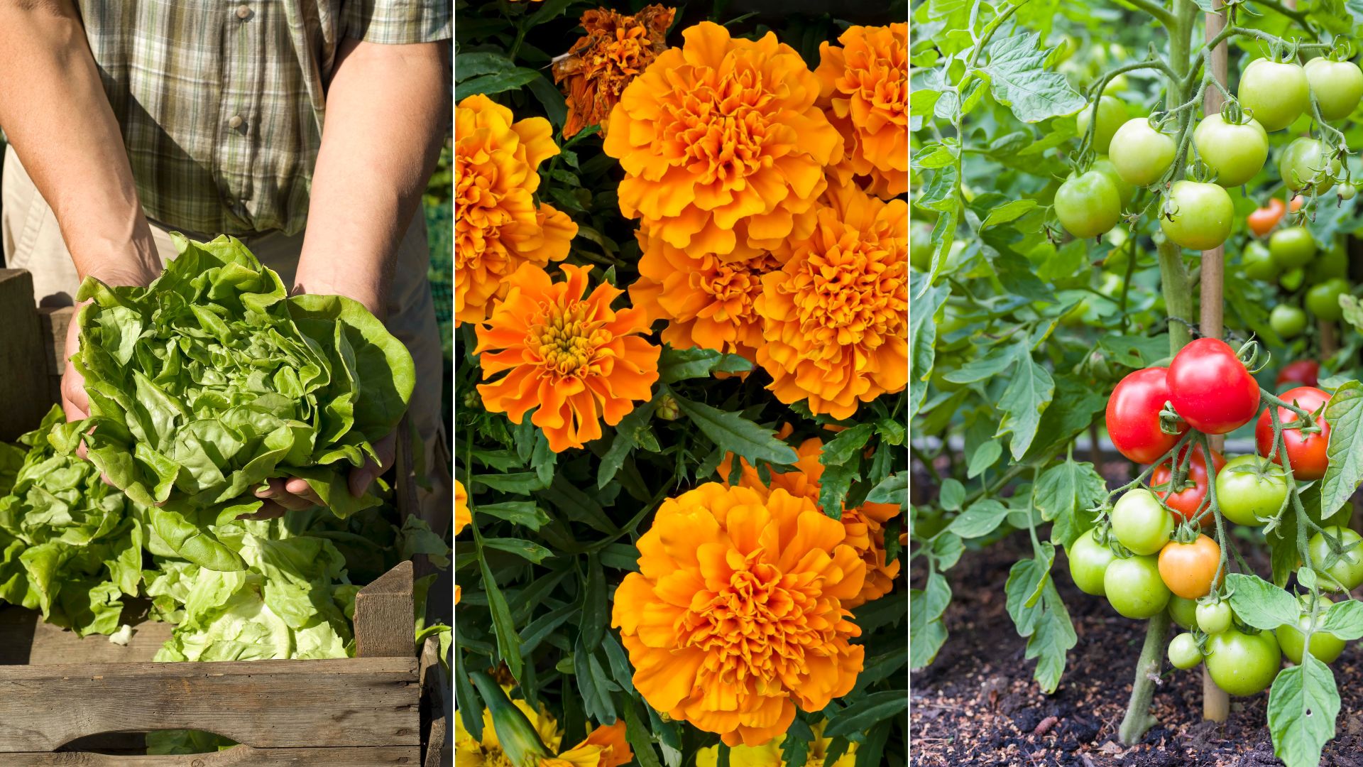 12 Fantastic Companion Plants For Sunflowers
