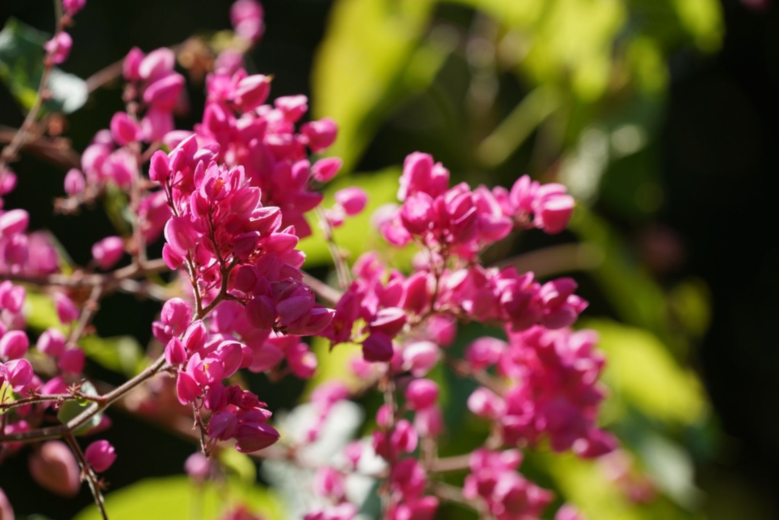 coral bells