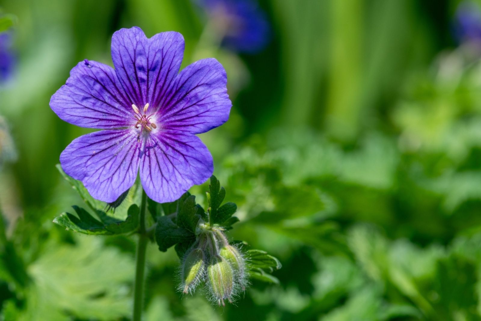 Cranesbill Geranium