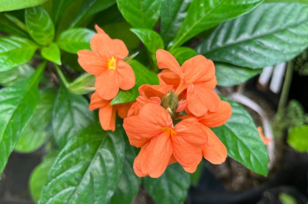 10 Indoor Plants That Flower All Year Round For Everlasting Beauty