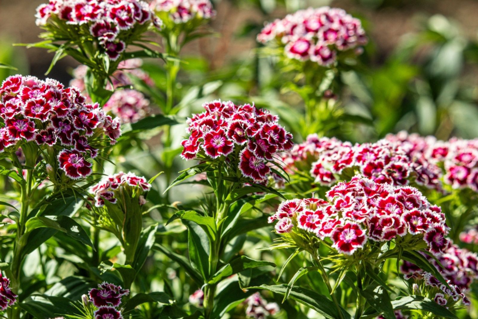 Dianthus