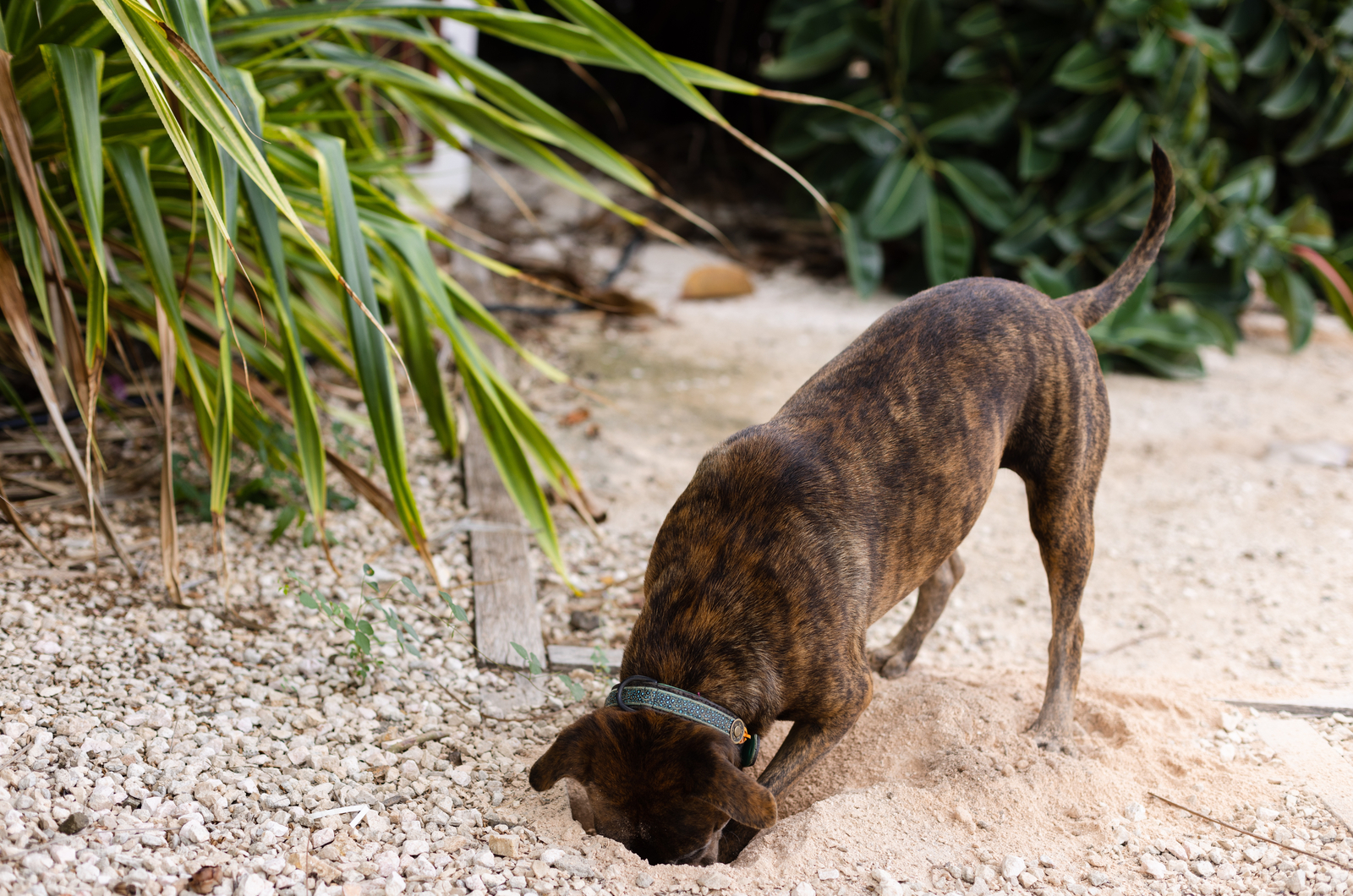 Dog is digging hole in a garden