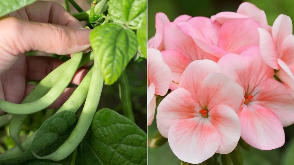 Don’t Miss Out On These Top Plants To Grow In July For A Thriving Garden All Season Long