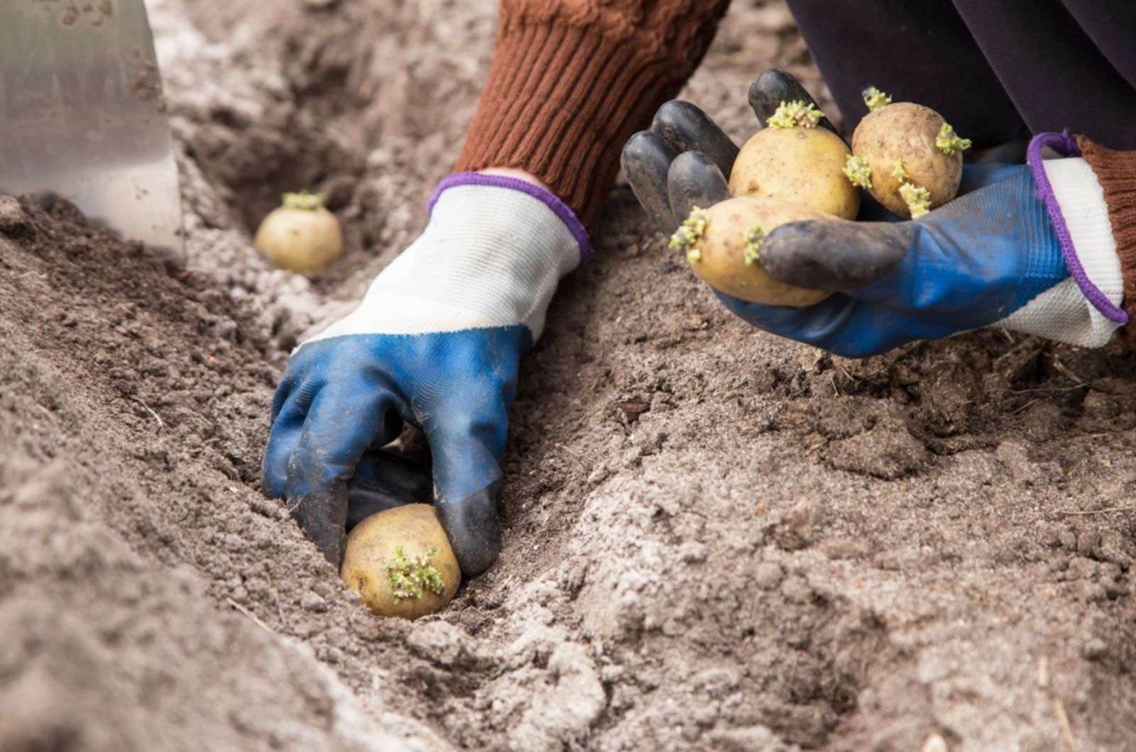 Farmer hands planting sprouts potatoes in soil
