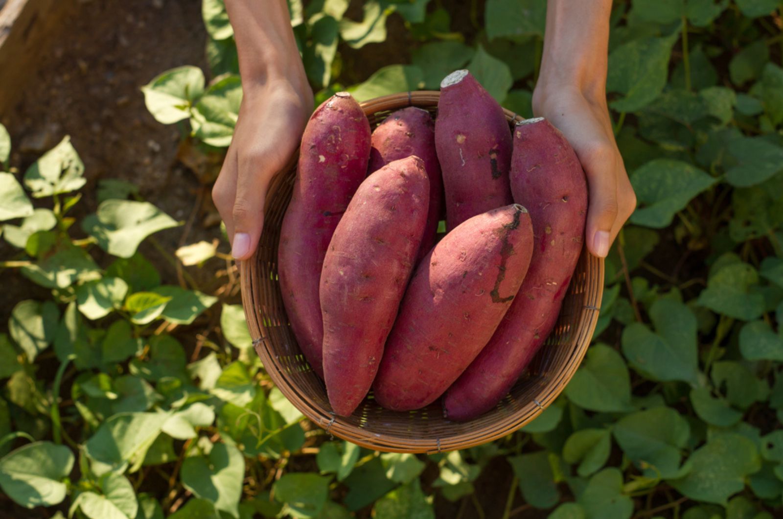 Farmer hold Fresh sweet potato