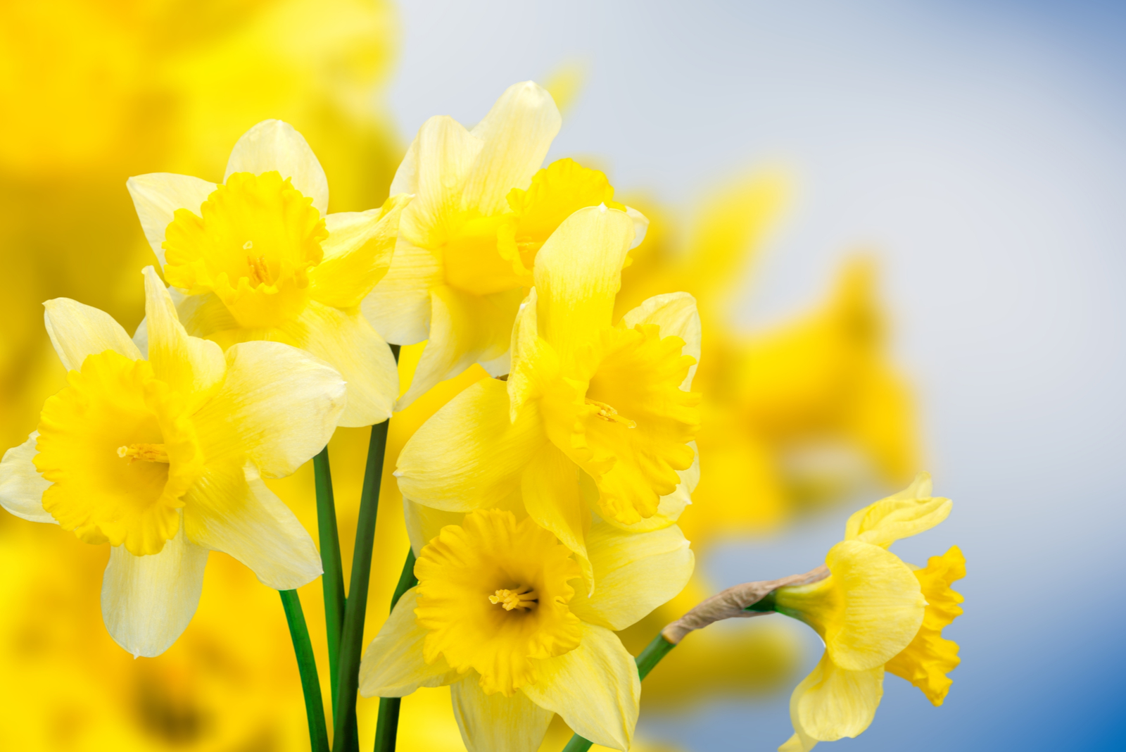 Fresh beautiful Daffodil flowers in gardens