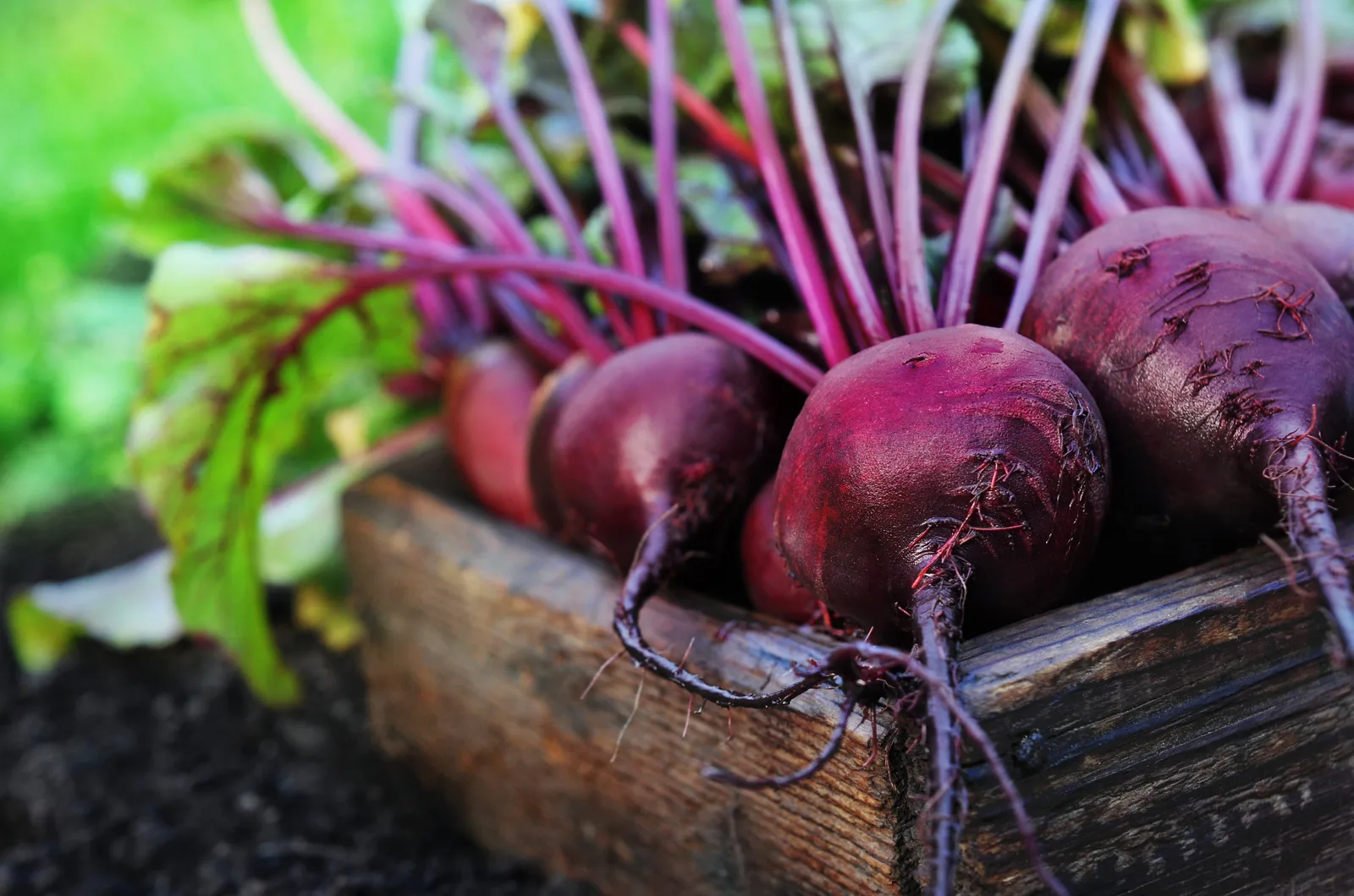Fresh harvested beetroots in wooden crate