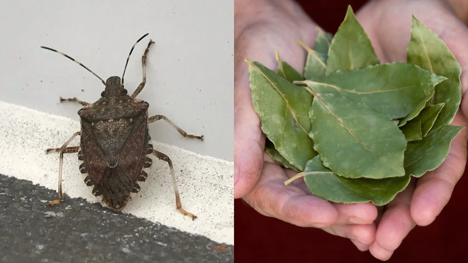herb bug and leaves