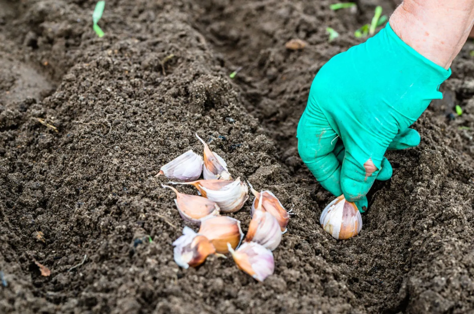 Hand planting garlic in the vegetable garden