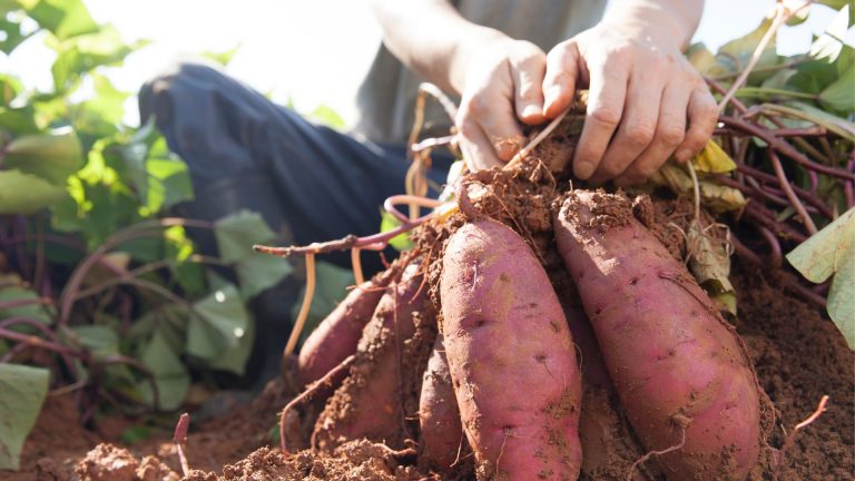 growing sweet potato