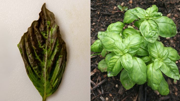 Here’s How To Stop Your Basil From Wilting