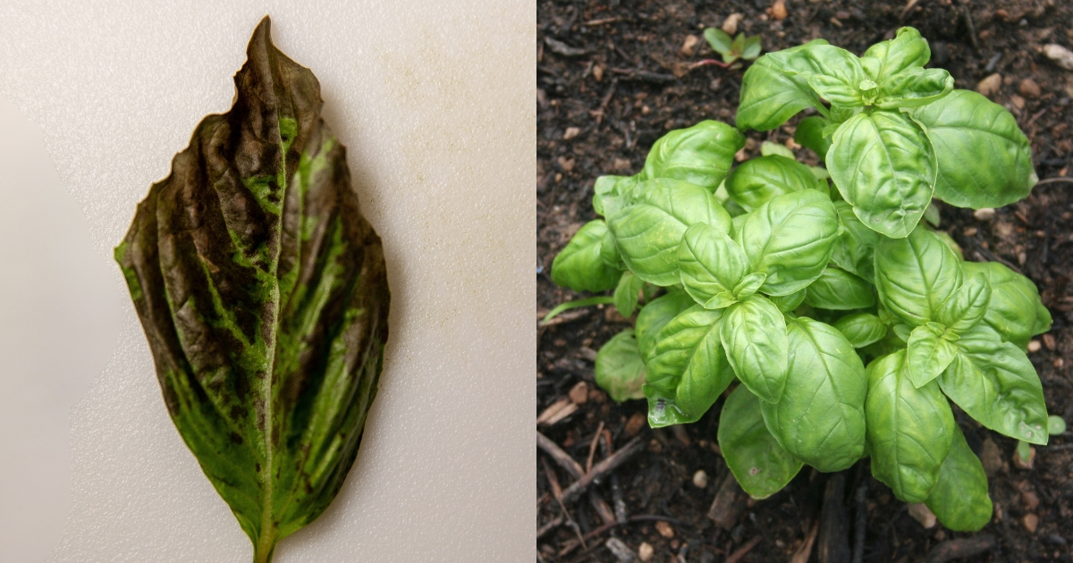 Here’s How To Stop Your Basil From Wilting