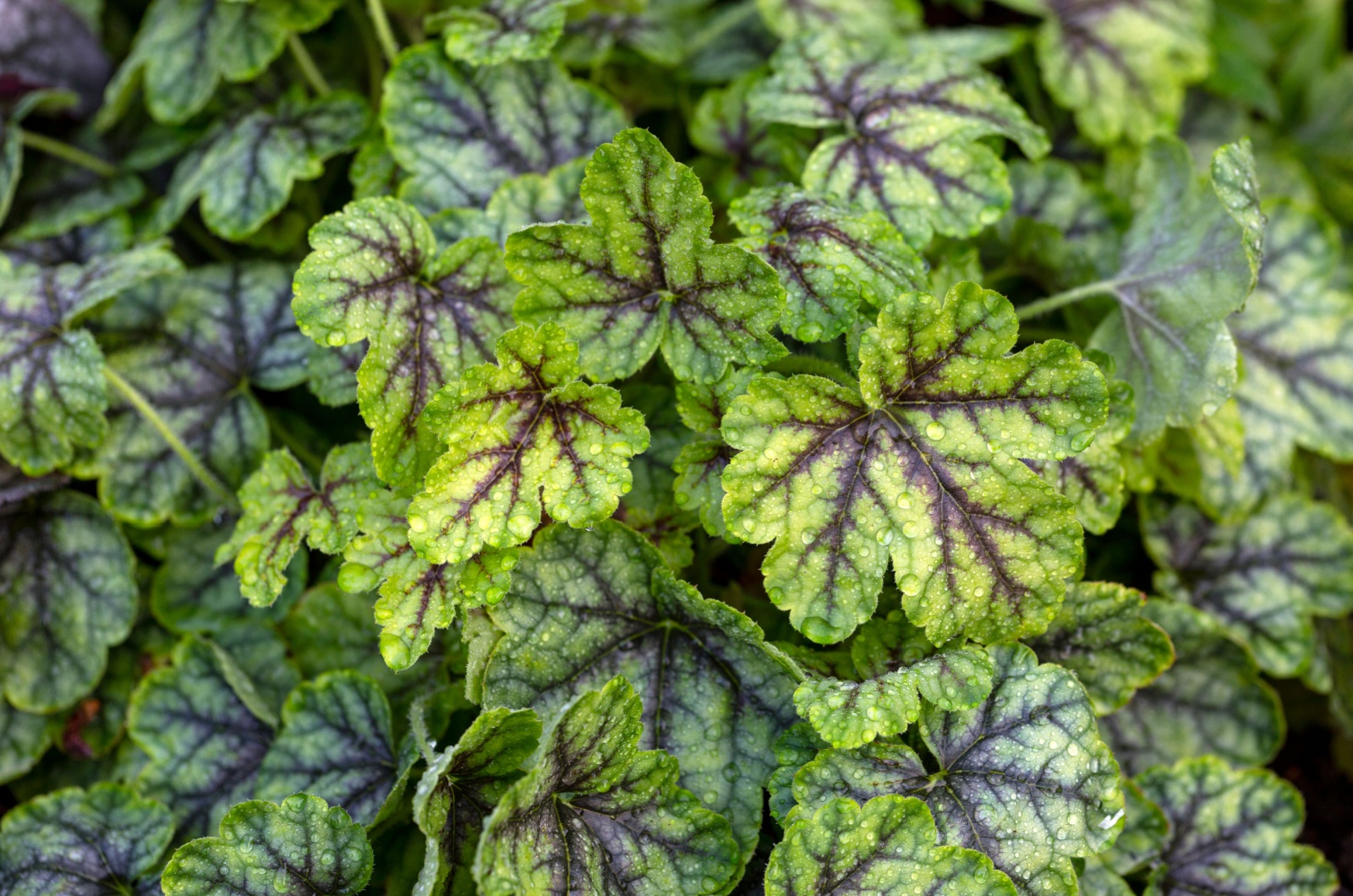 Heucherella shrub