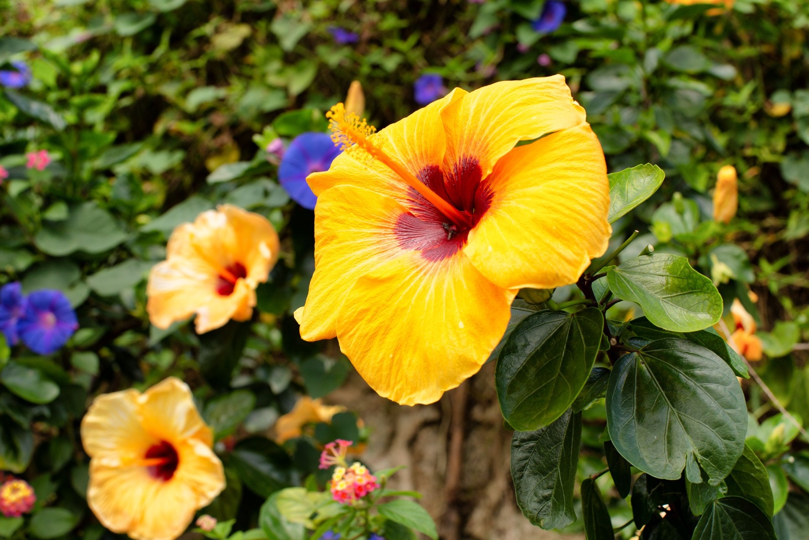 Hibiscus Brackenridgei