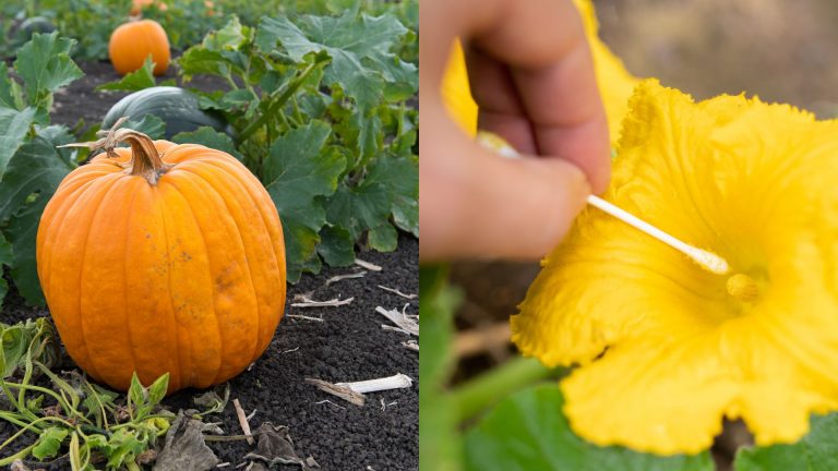 How To Fertilize Pumpkins For Large Fruits + 5 Growing Tips
