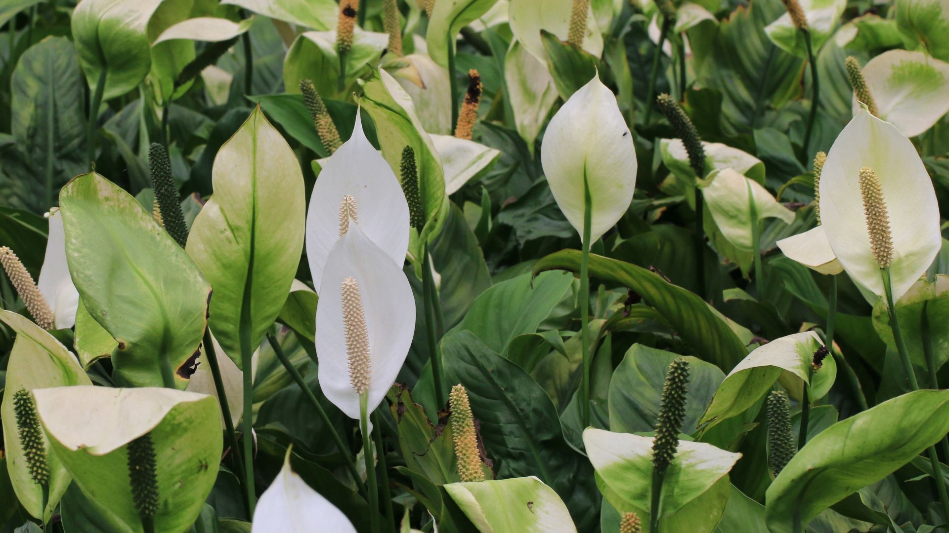 How To Get More Peace Lily Flowers From A Single Plant