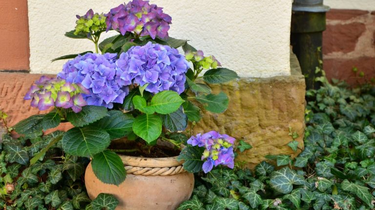 hydrangeas in pot