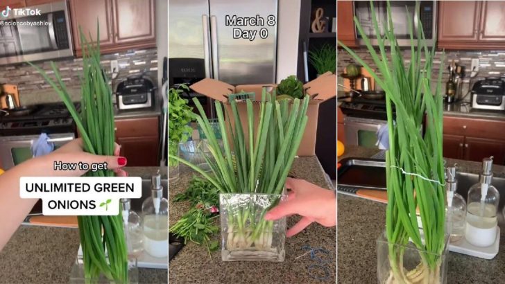 How To Grow Unlimited Green Onions Like A Pro