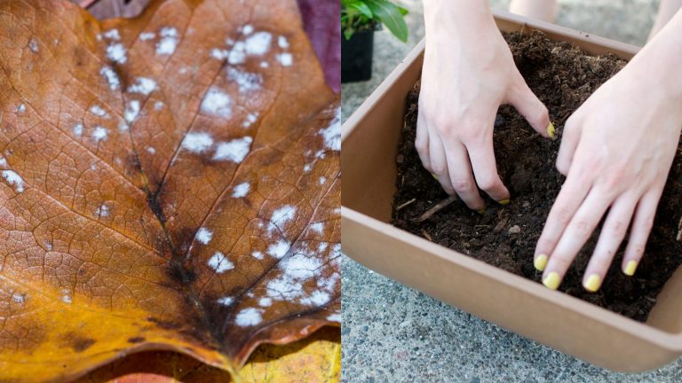 How To Harvest Leaf Mold