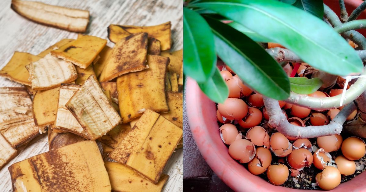 How To Make Homemade Fertilizer For Your Plants