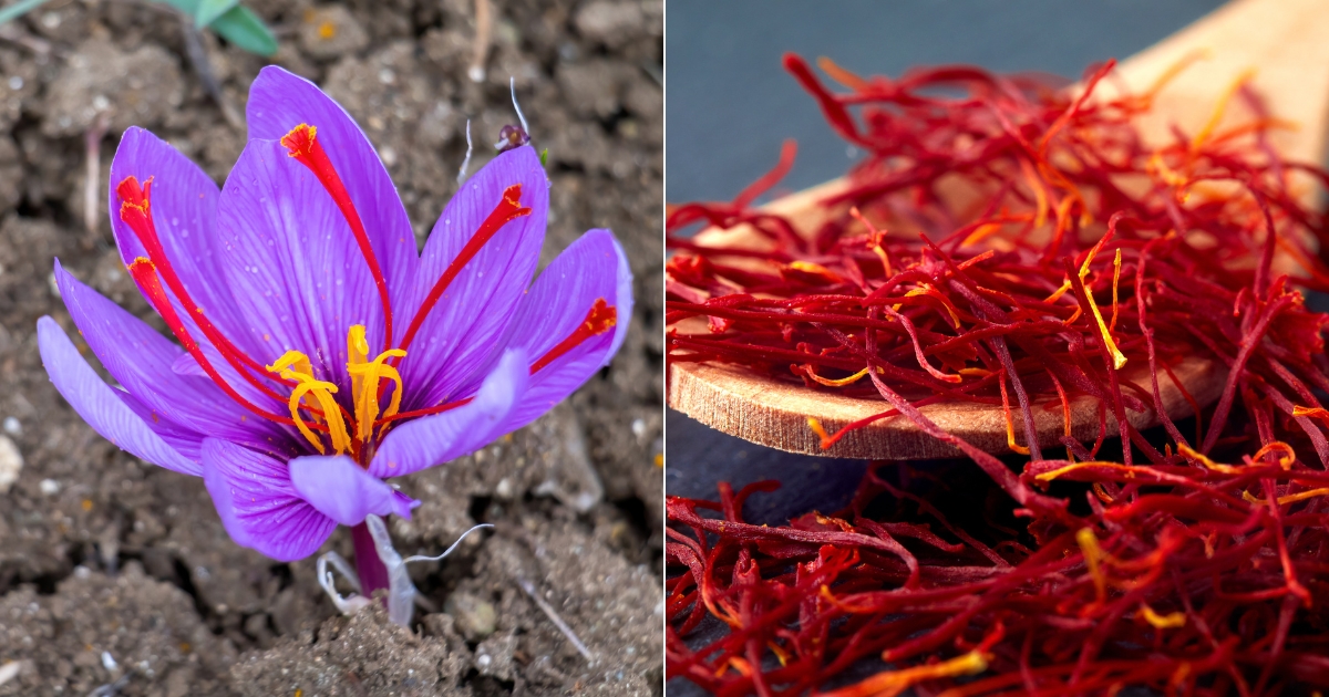 How To Plant And Harvest Saffron Crocus Like A Pro
