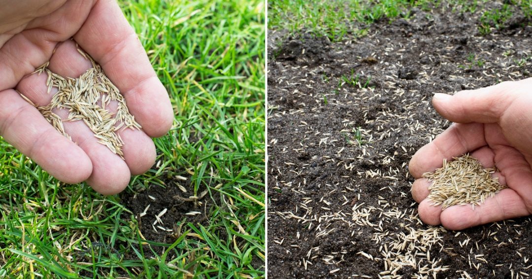 How To Plant Grass Seed On Existing Lawn To Make It Thicker