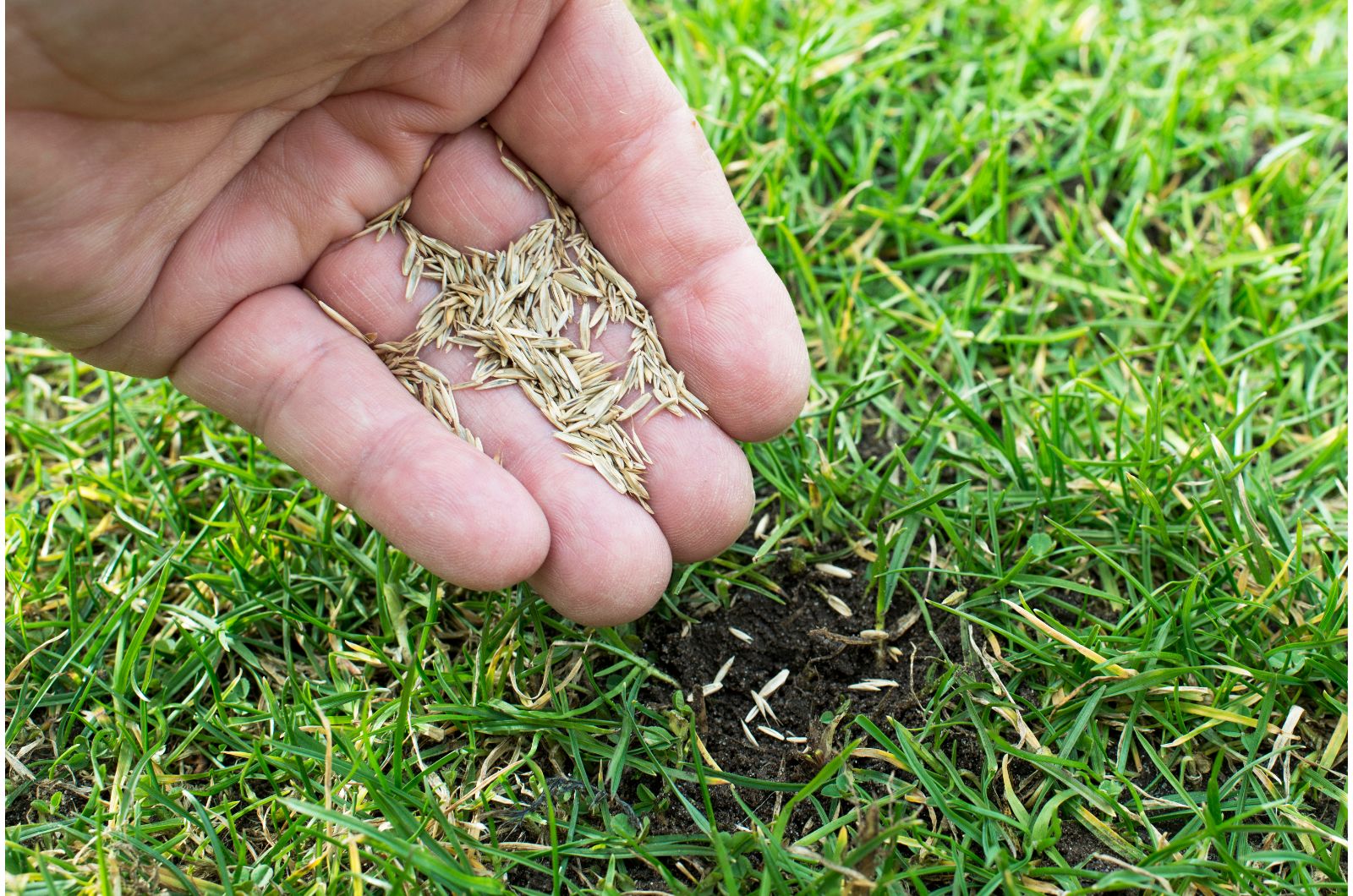 How To Plant Grass Seed On Existing Lawn To Make It Thicker