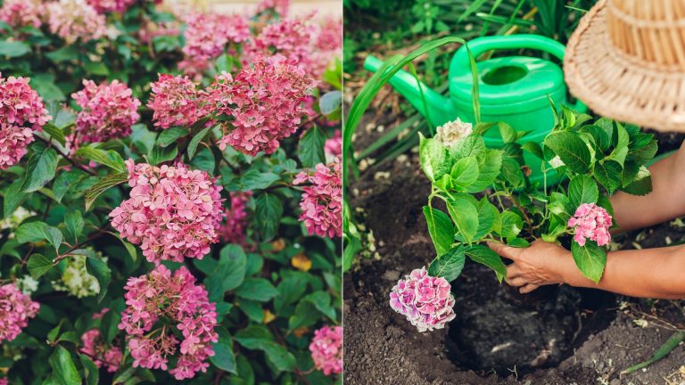 photo of hydrangeas in a garden