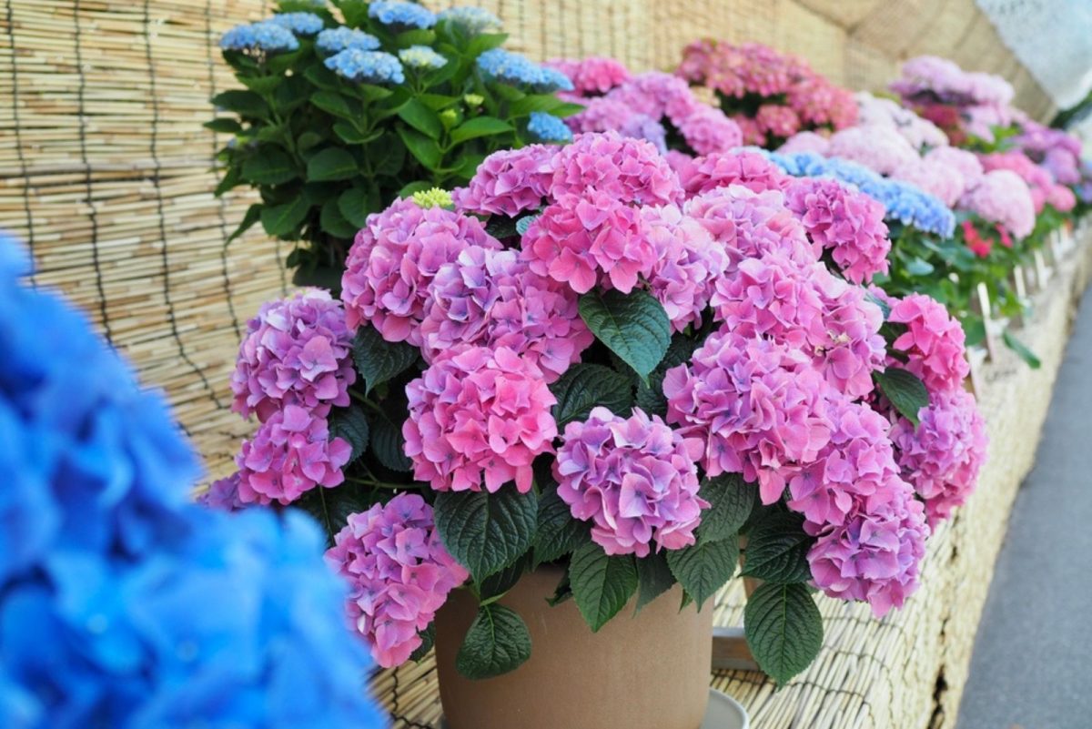 How To Grow Hydrangeas In A Pot