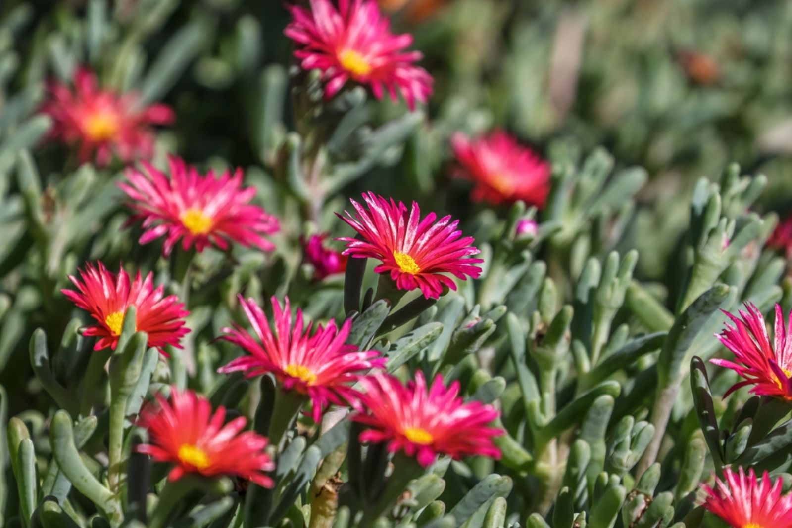 Ice Plant