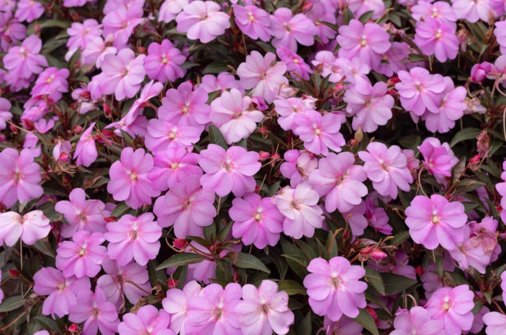 10 Indoor Plants That Flower All Year Round For Everlasting Beauty