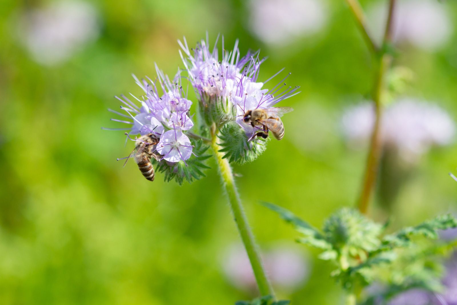 Lacy Phacelia