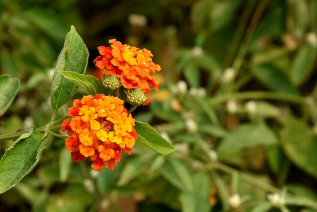 Lantana ‘Miss Huff’