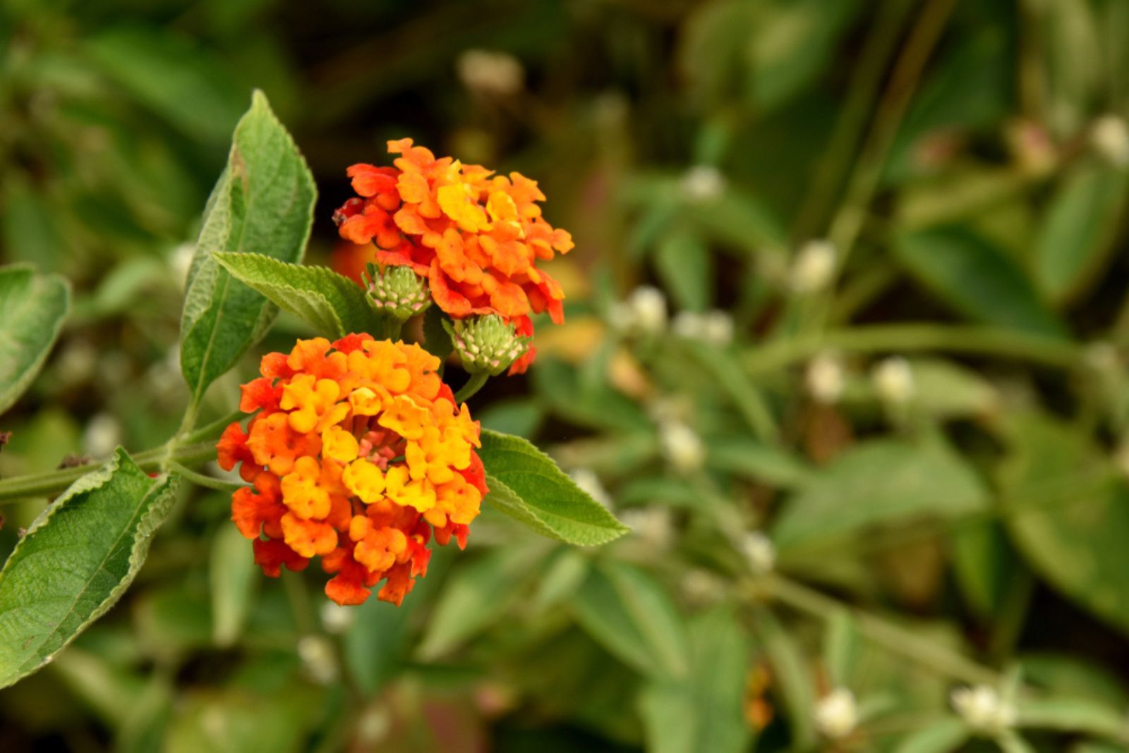 Lantana ‘Miss Huff’