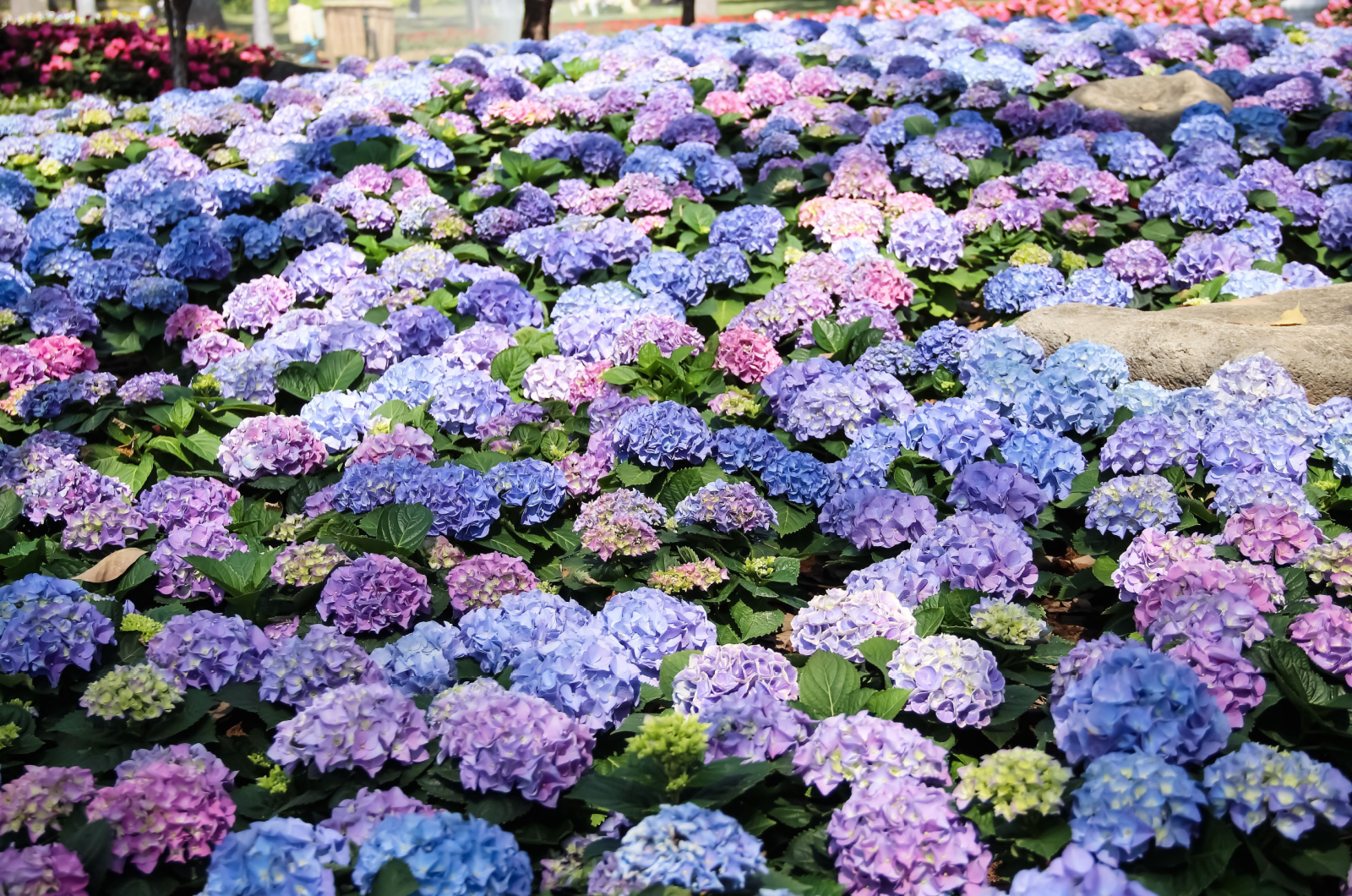 Large number of Hydrangea
